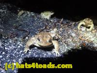 /home//u458753944/public_html/sourcegallery//////Roxborough Toad Detour/2022/2022-03-19/P3190917.JPG
